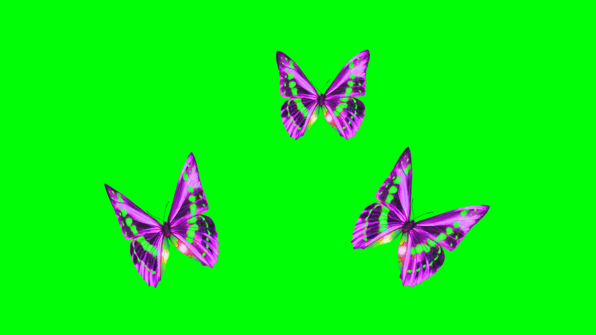 绿幕蝴蝶飞舞视频ae模板视频的预览图