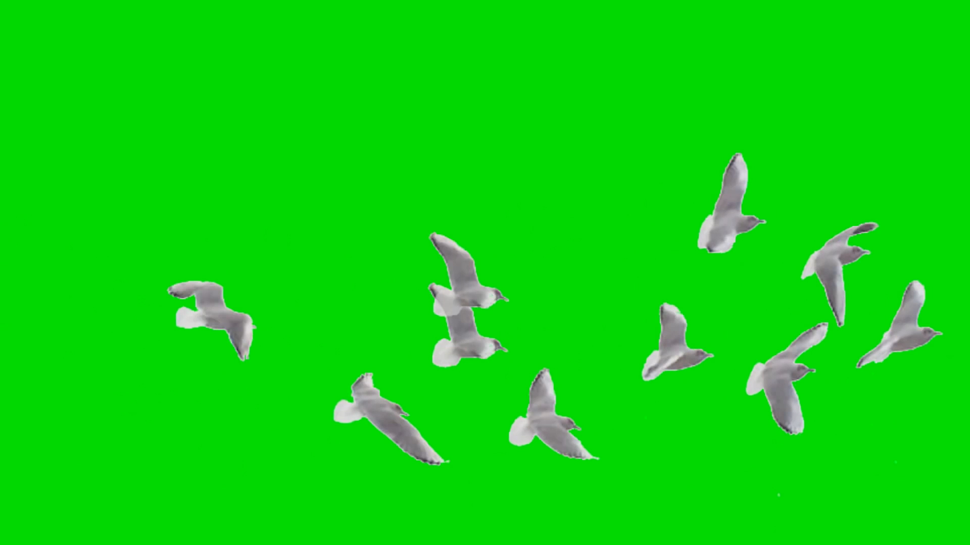 一群白鸽飞过抠像绿幕视频ae模板视频的预览图