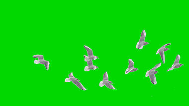 一群白鸽飞过抠像绿幕视频ae模板视频的预览图