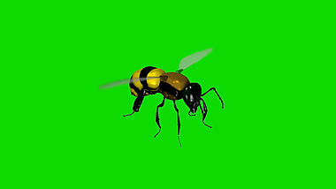 黄色蜜蜂绿幕视频ae模板视频的预览图
