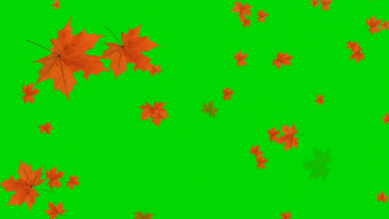 树叶飘落枫叶飘落绿幕抠像视频素材视频的预览图