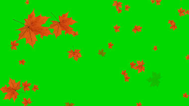 树叶飘落枫叶飘落绿幕抠像视频素材视频的预览图