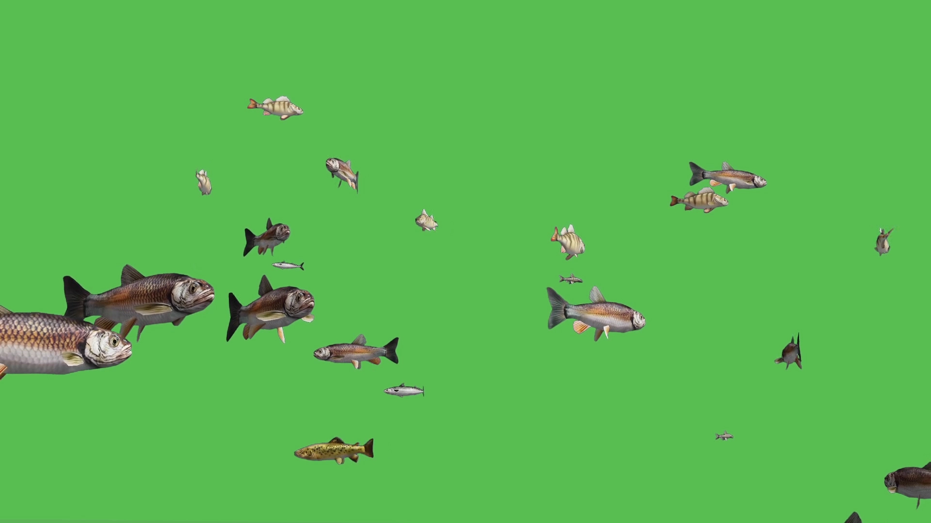 小鱼鱼群游来游去抠像绿幕视频ae模板视频的预览图