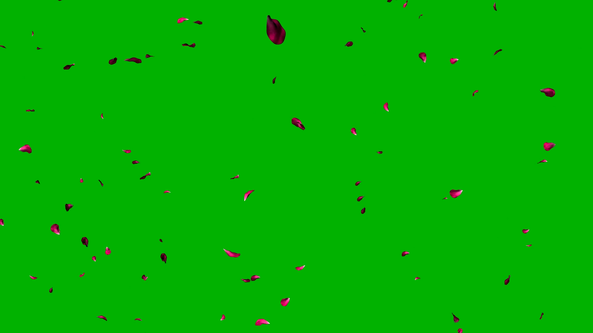 花瓣飘落绿屏抠像视频素材视频的预览图