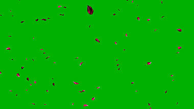 花瓣飘落绿屏抠像视频素材视频的预览图