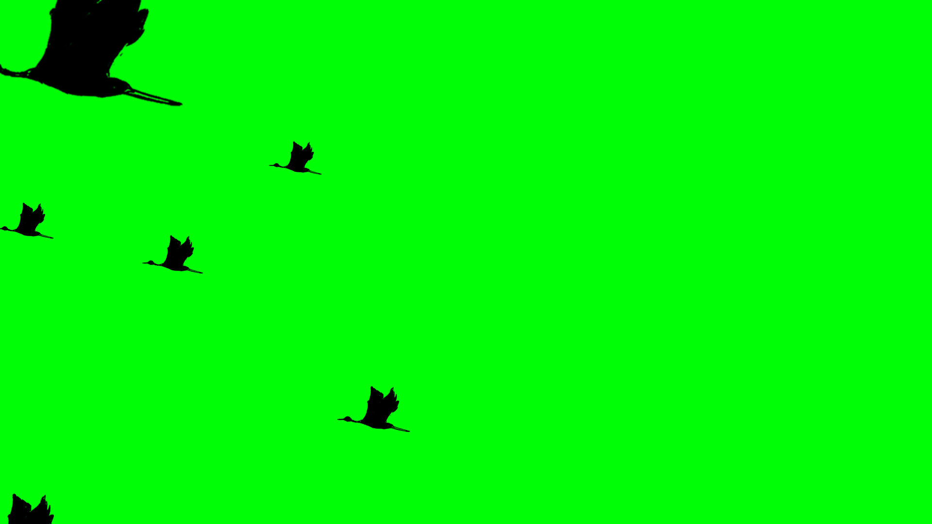 影视绿幕群鸟飞翔剪影视频ae模板视频的预览图