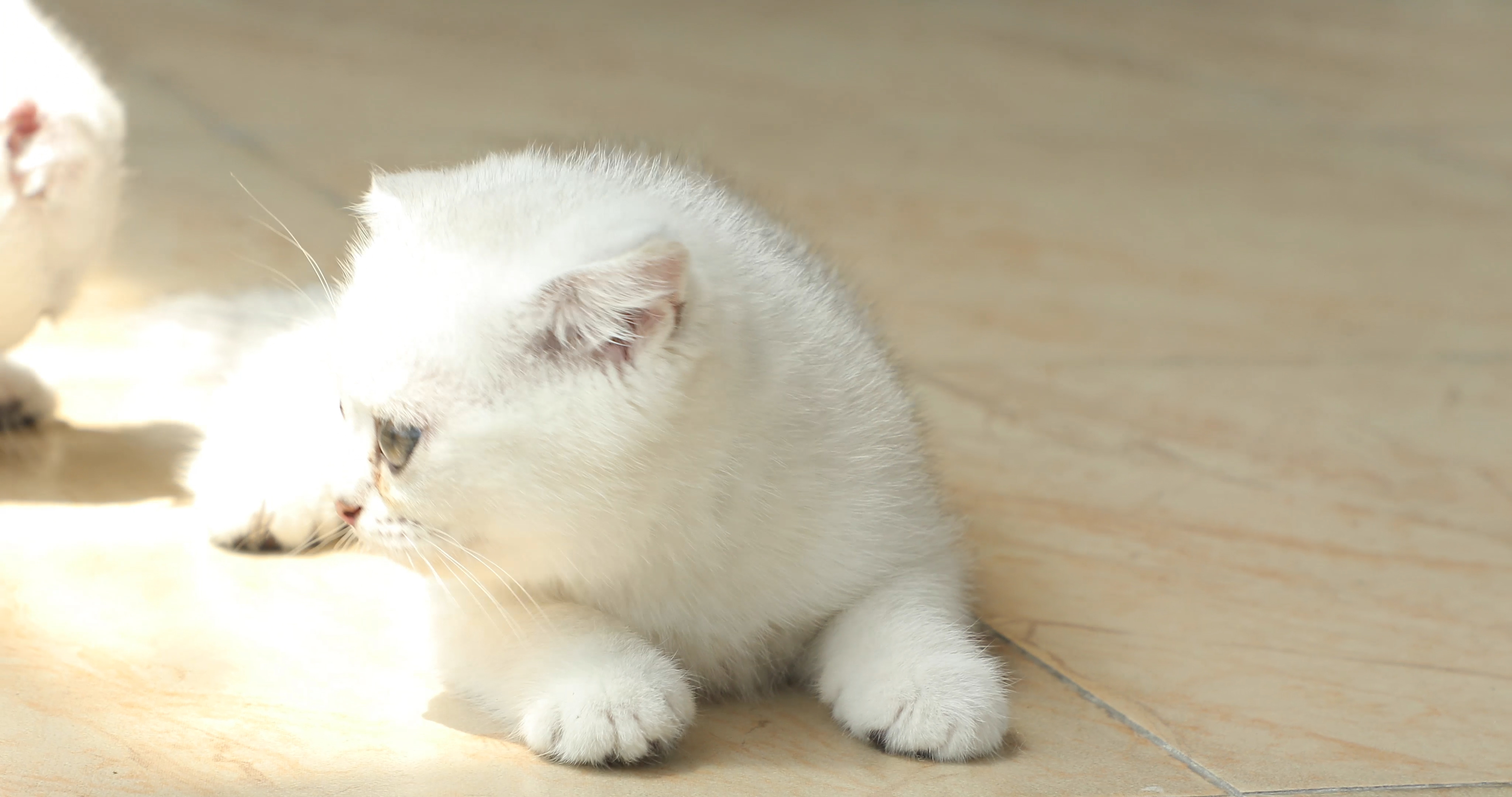 4K银渐层小猫可爱神态拍摄视频的预览图