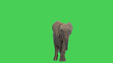 一只大象行走绿幕视频ae模板视频的预览图