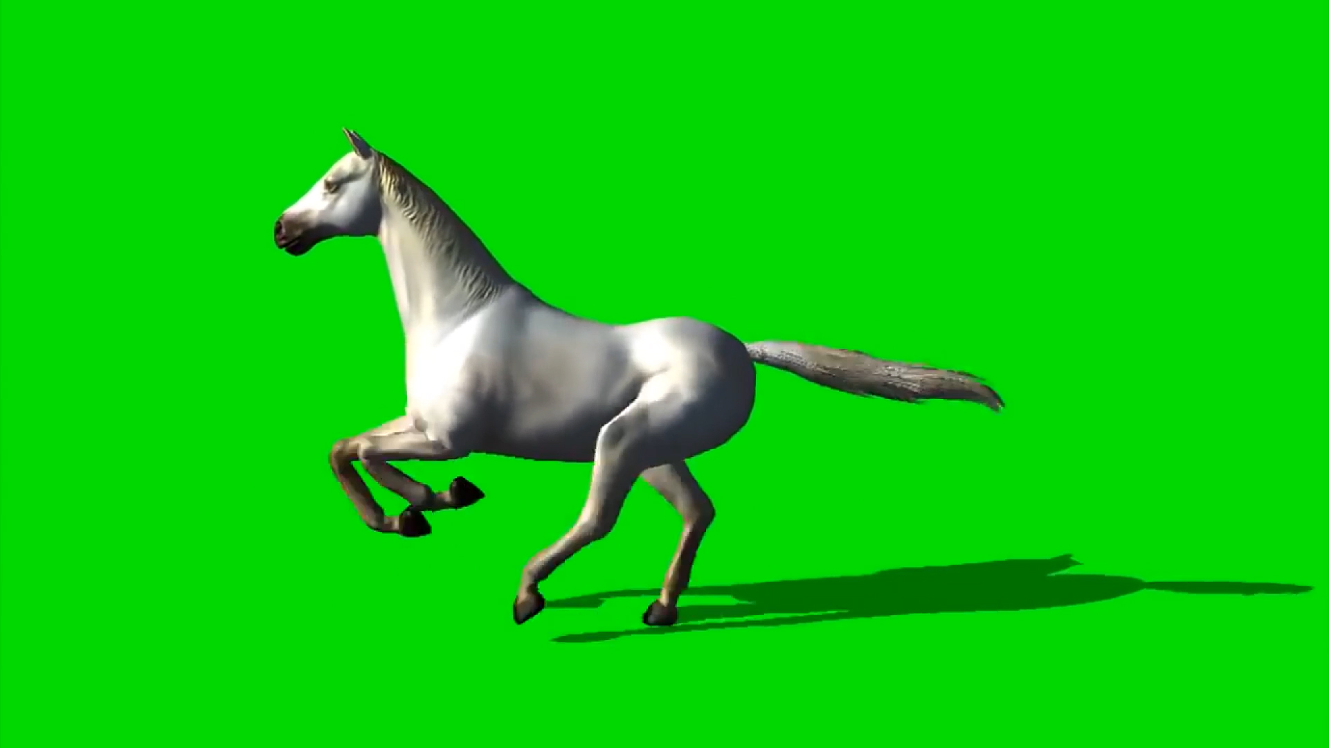 白色骏马奔跑绿屏抠像绿幕视频ae模板视频的预览图