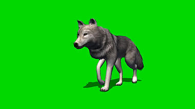 凶狠的狼狗野狗绿幕视频ae模板视频的预览图