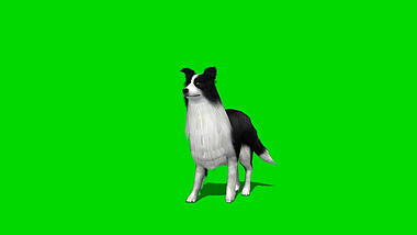 狗狗看见主人温顺绿幕视频ae模板视频的预览图