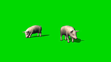 猪在地上寻找食物吃东西绿幕视频ae模板视频的预览图