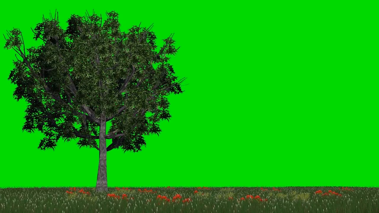 大树花草摇摆绿幕视频ae模板视频的预览图