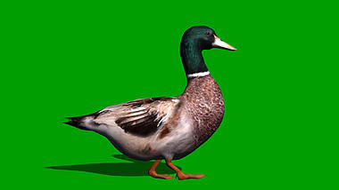 鸭子走路绿幕视频ae模板视频的预览图