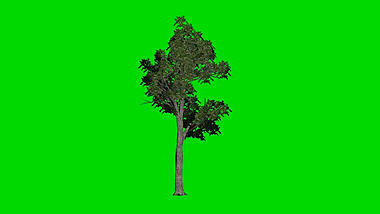 大树飘动绿幕视频ae模板视频的预览图