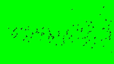 鸟群鸟飞过绿屏抠像绿幕视频ae模板视频的预览图