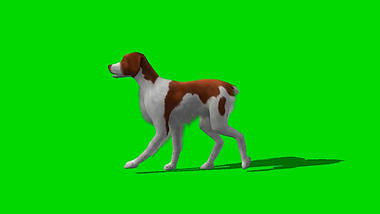 动物狗走路绿幕素材视频ae模板视频的预览图