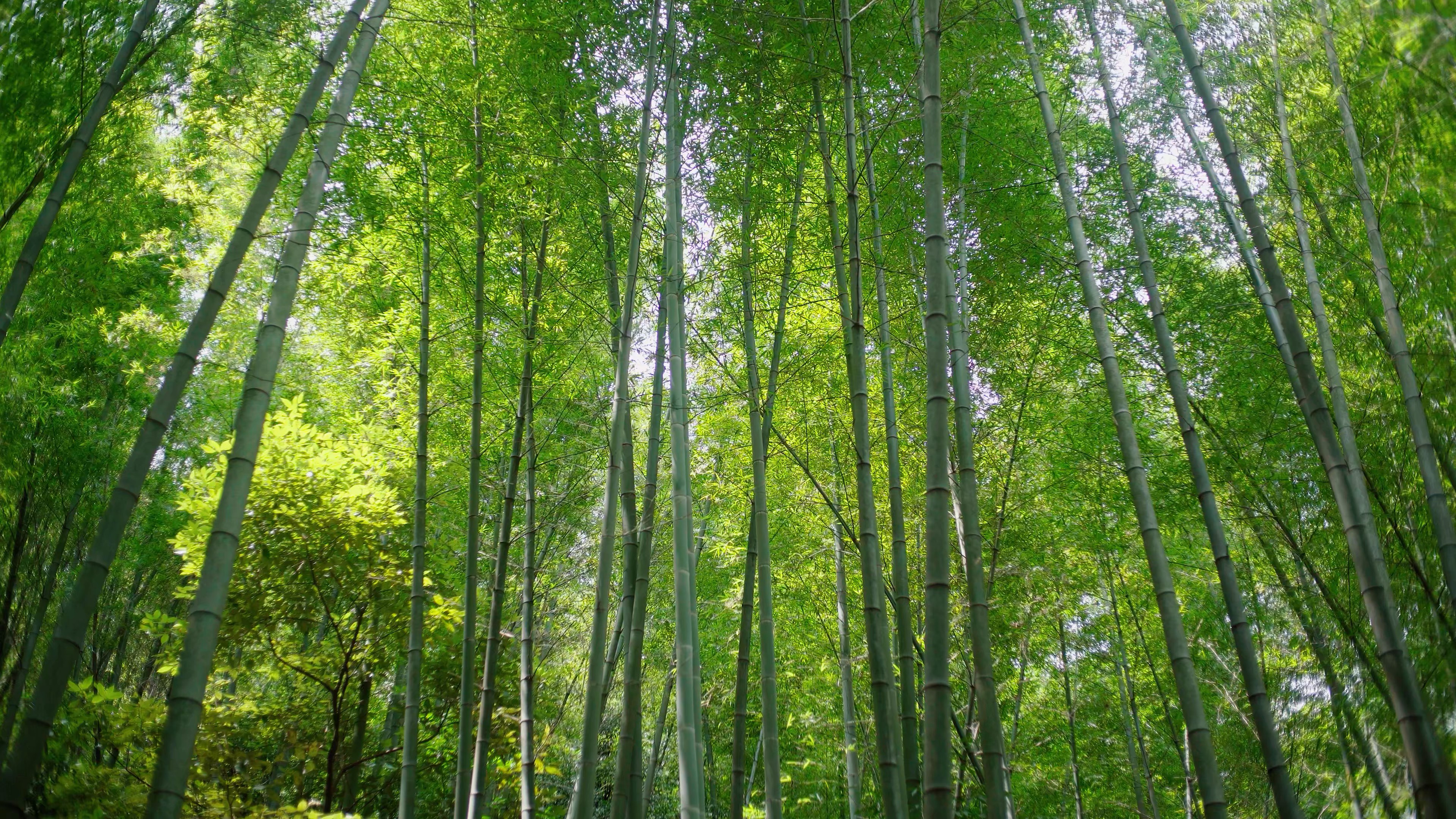4K实拍森林里的绿竹环绕视频素材视频的预览图