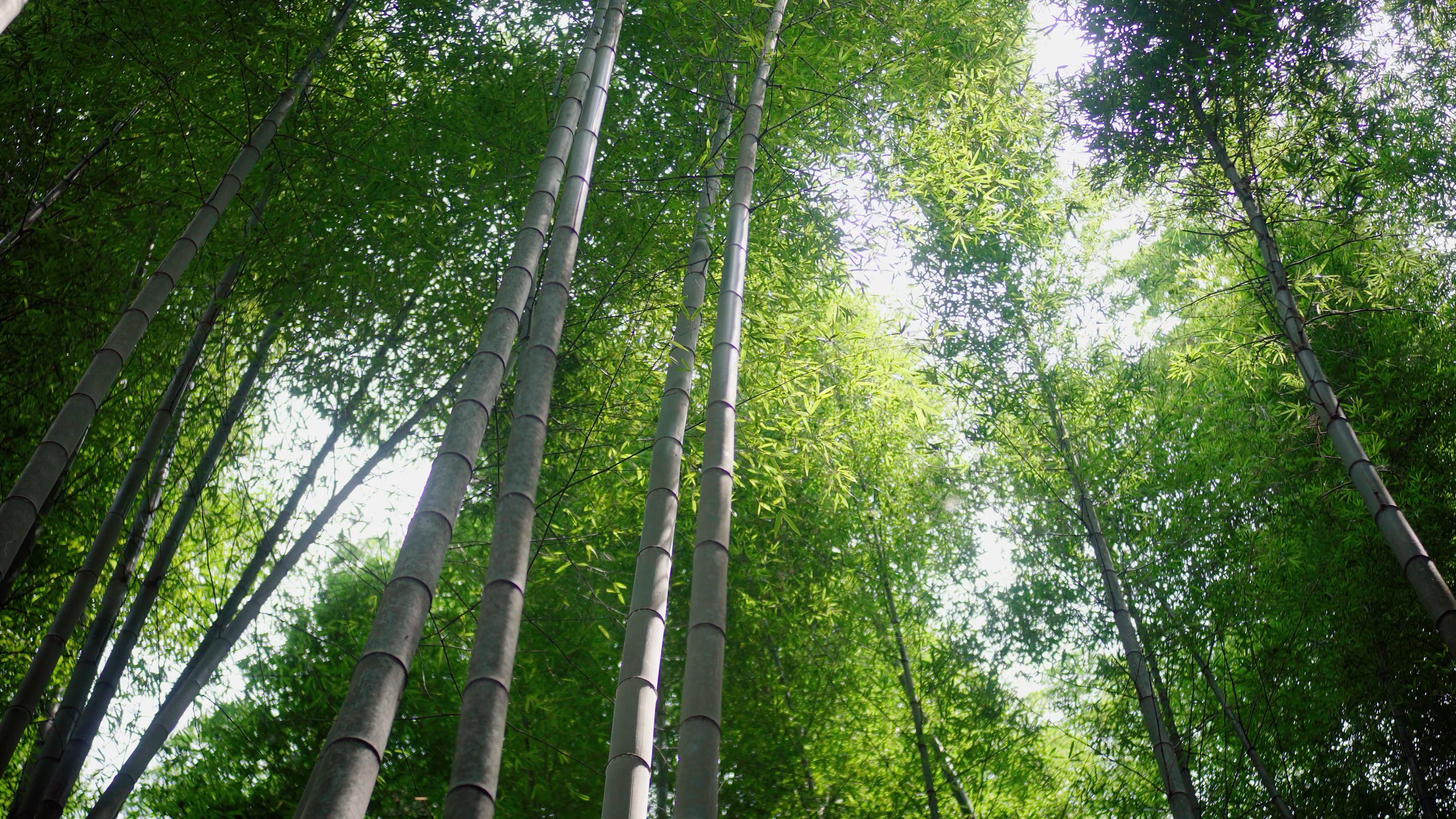 4K实拍森林里的绿竹视频素材视频的预览图