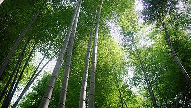 4K实拍森林里的绿竹视频素材视频的预览图