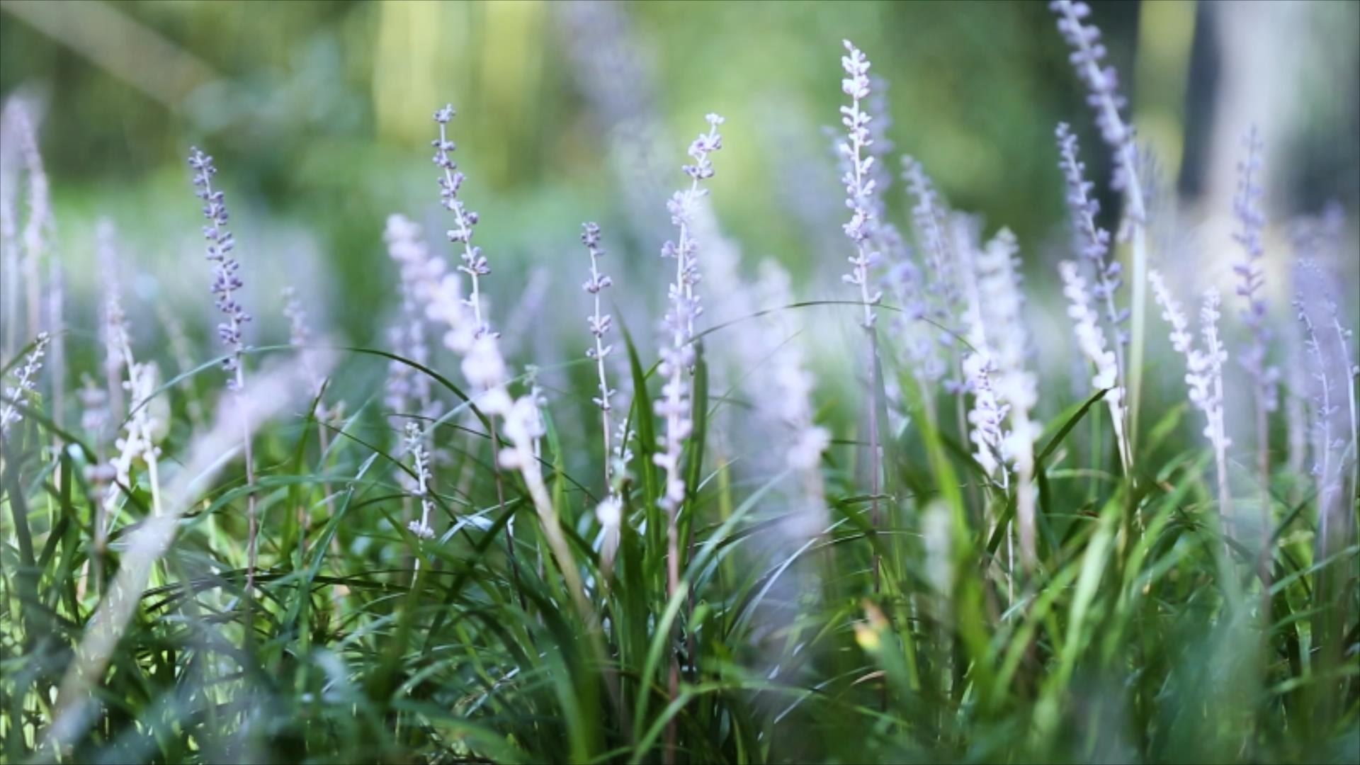 1080P翠绿的植物野花视频的预览图