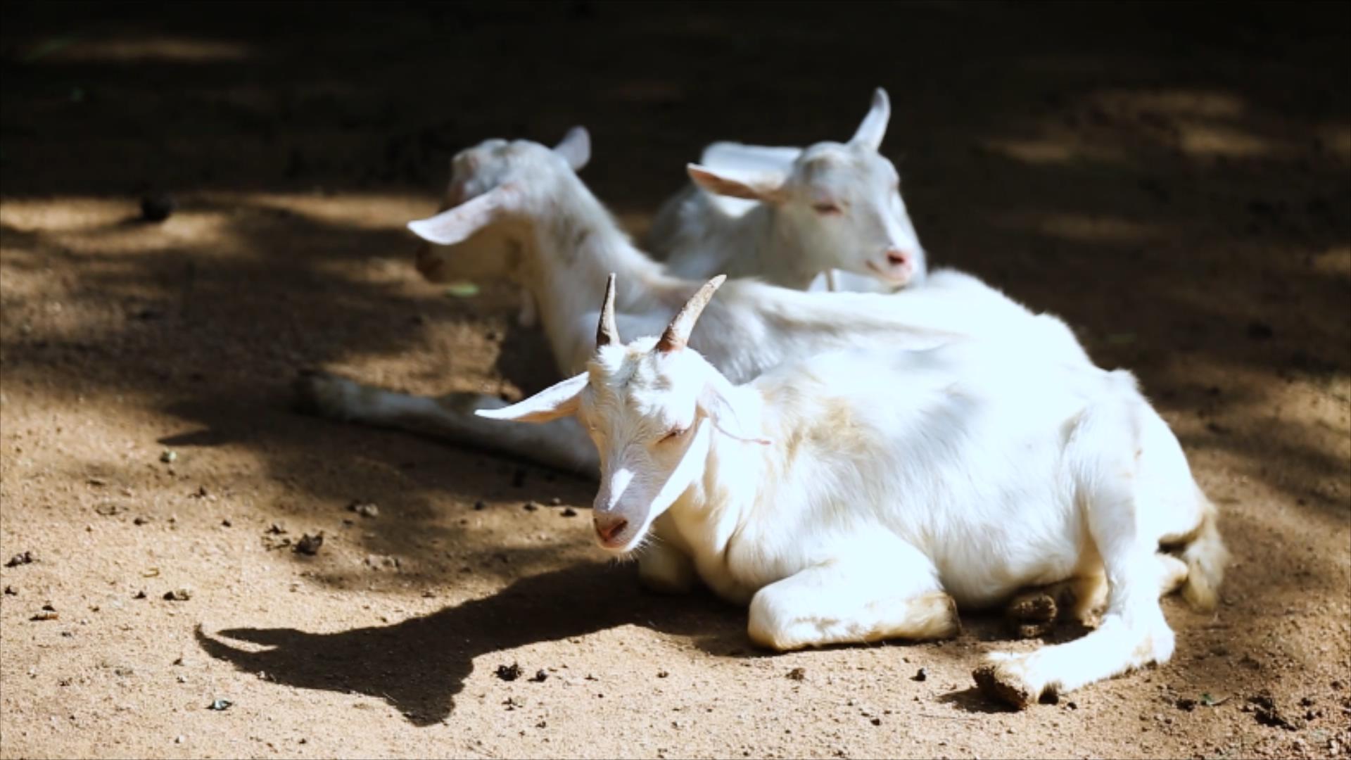 1080P动物世界自然界山羊视频的预览图