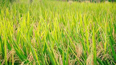 4K实拍丰收的水稻视频素材视频的预览图
