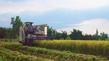 4K实拍联合收割机收割水稻视频素材视频的预览图