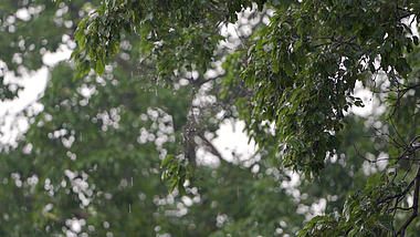 1080P夏日雨天雨水落在树叶上视频的预览图