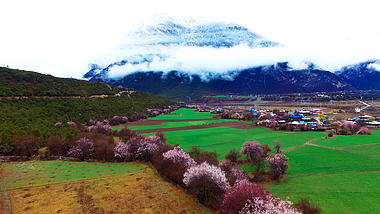 1080P西藏林芝桃花节美景视频的预览图