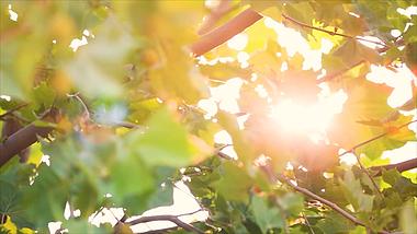 1080P夏季法桐树下的光晕视频的预览图