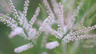1080P夏季自然花卉小白花穗视频的预览图