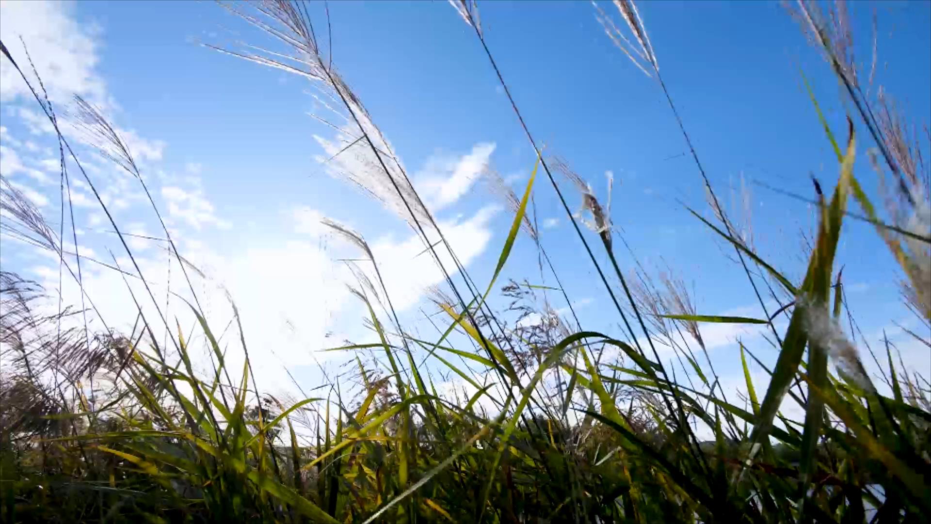 1080P夏日植物风景视频的预览图