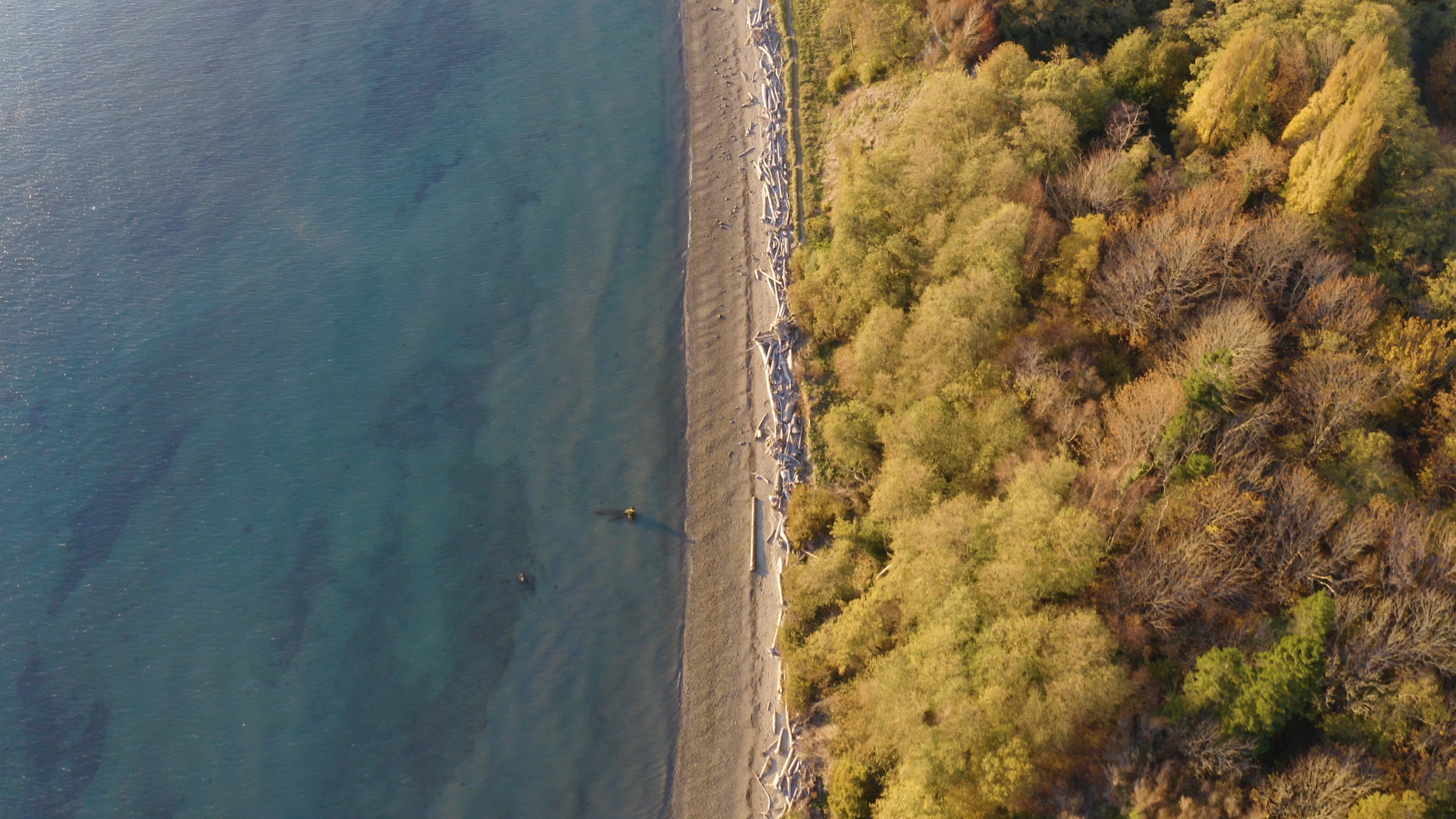 4K美丽的森林与碧蓝的海岸线视频的预览图