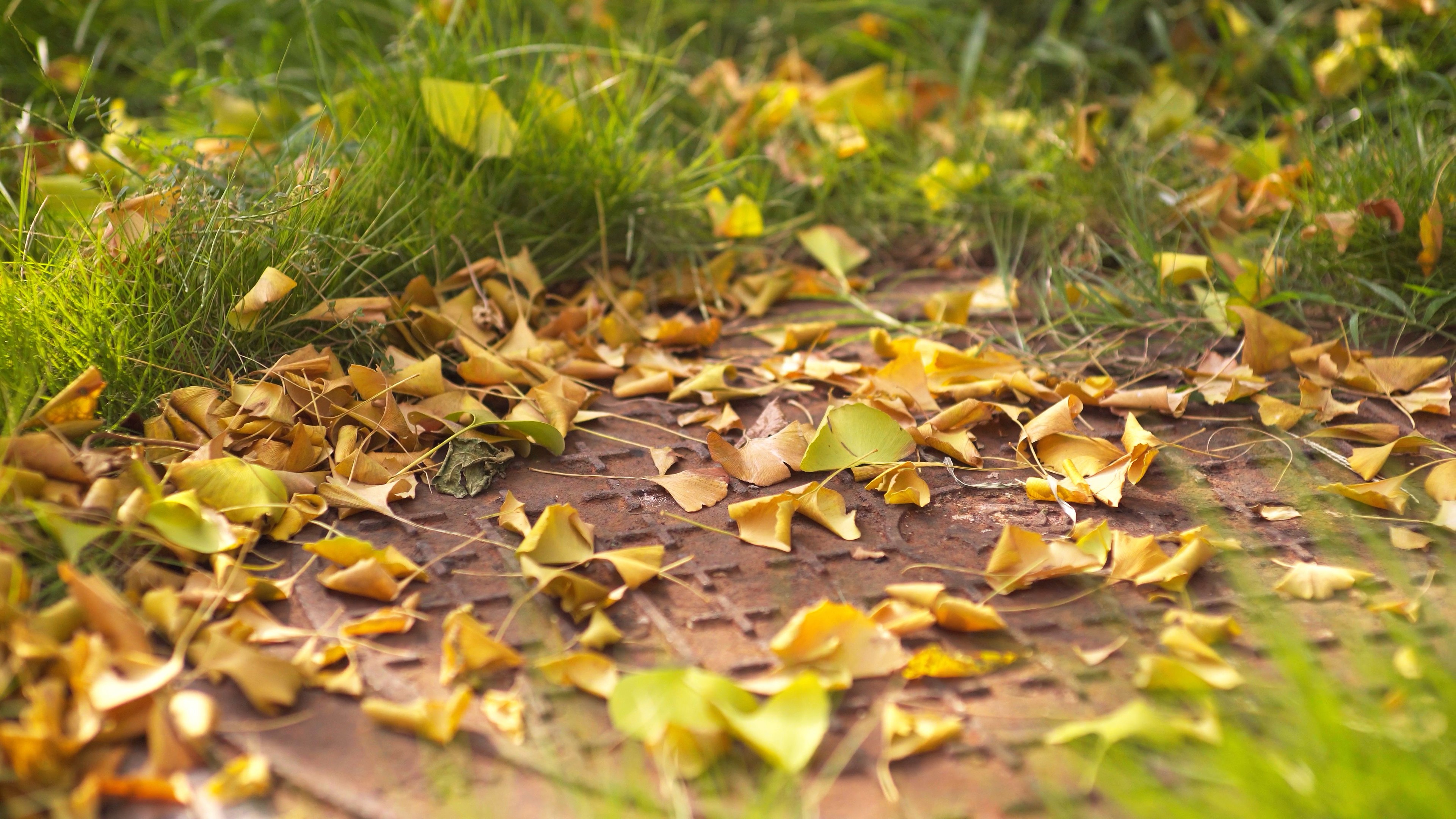 4K地上的银杏树落叶实拍视频素材视频的预览图