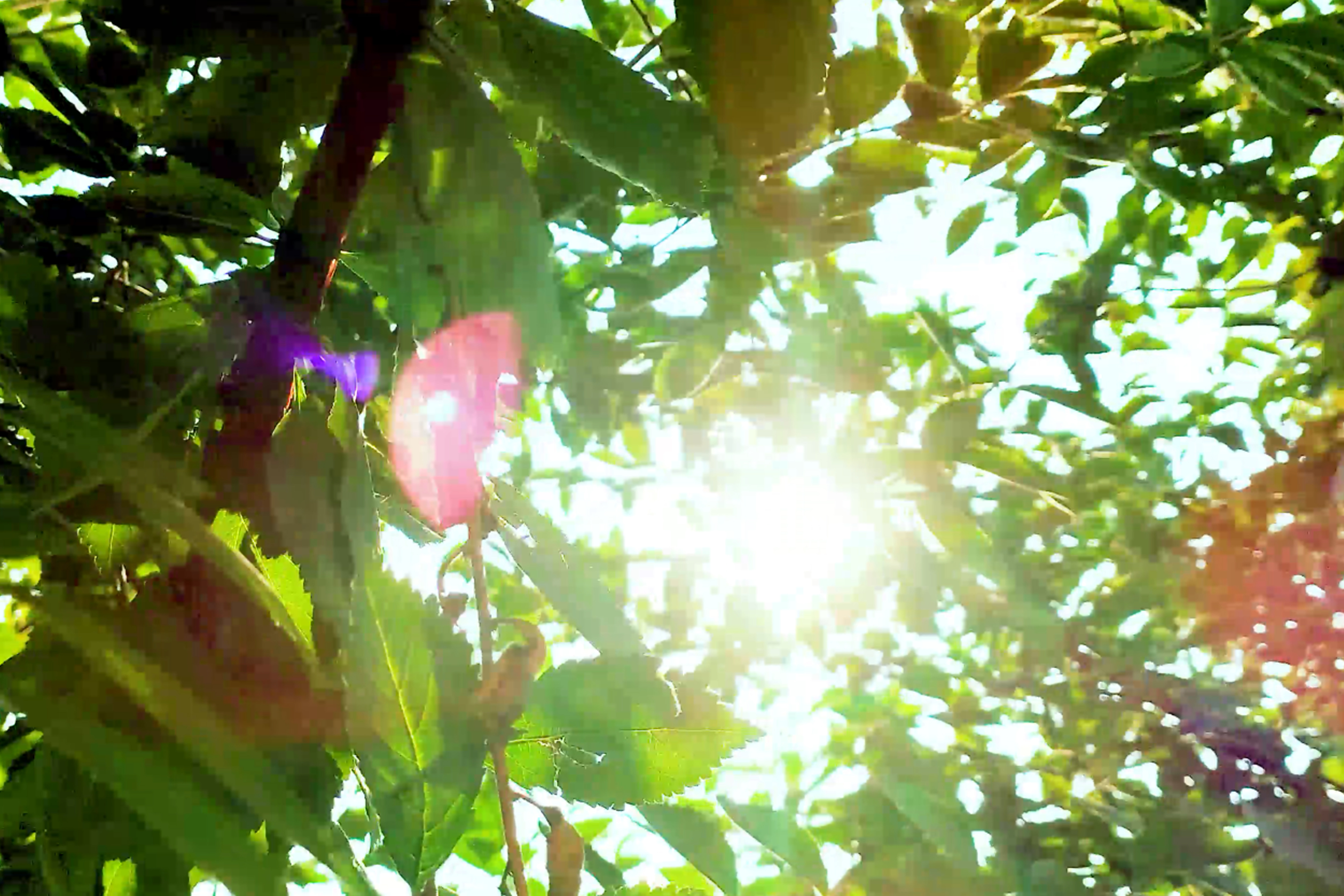1080P夏日清新午后透过树叶照射的阳光视频的预览图