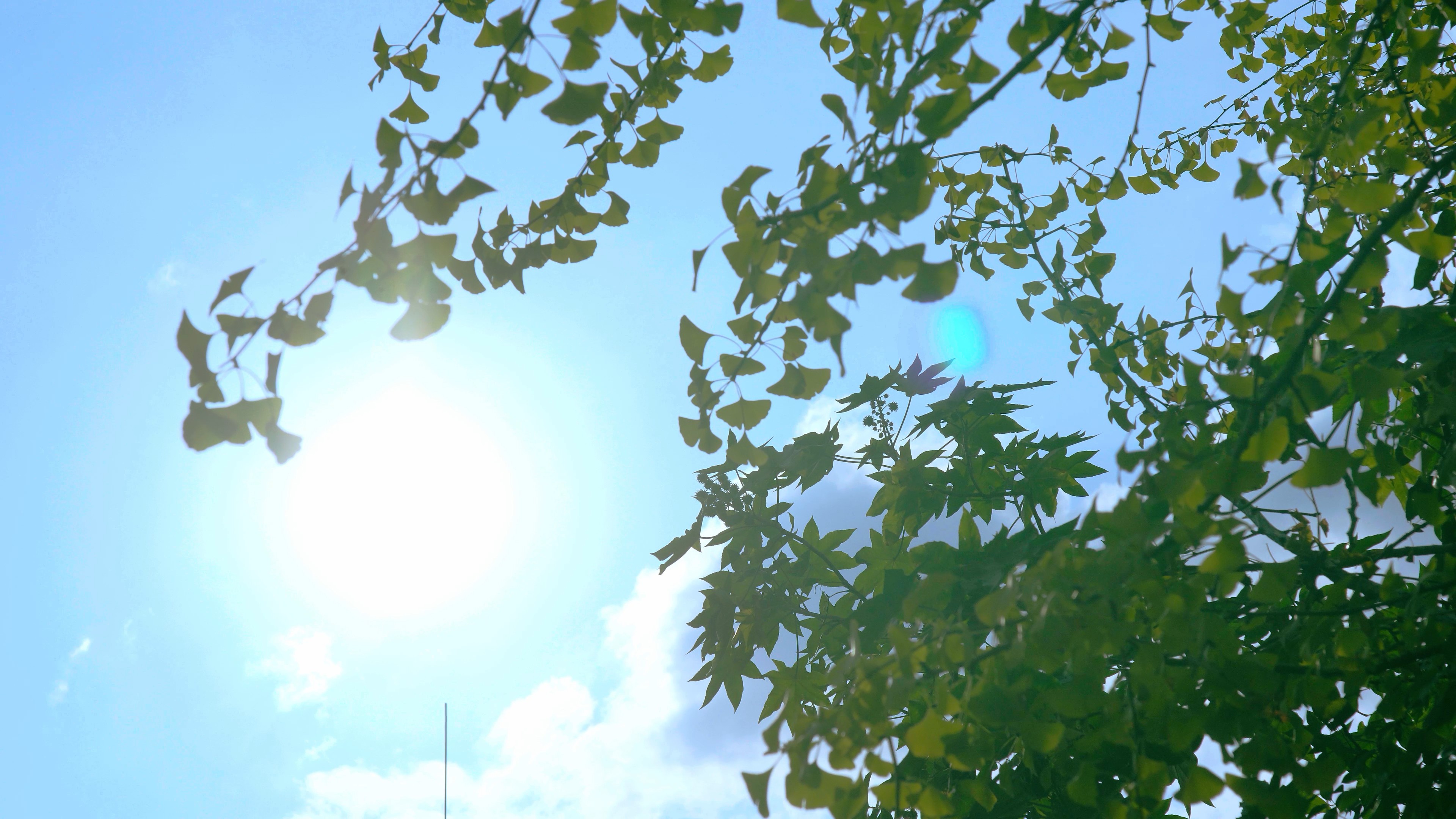 4K夏日通透阳光光晕银杏树实拍视频的预览图