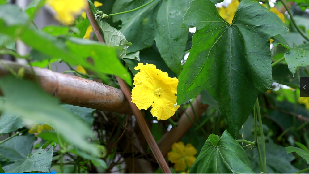 1080P高清空镜头风中摇曳的西瓜小黄花视频的预览图