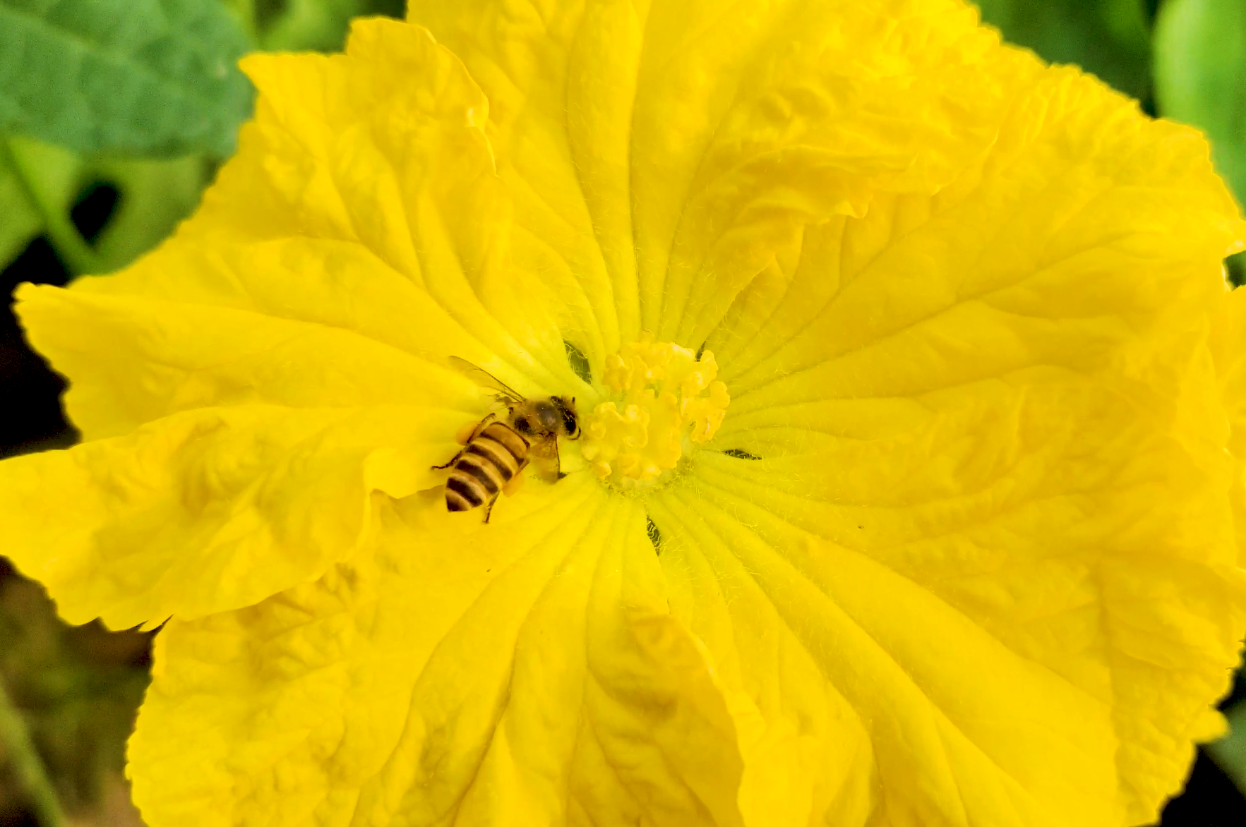 4k蜜蜂花朵采蜜实拍空镜头视频的预览图