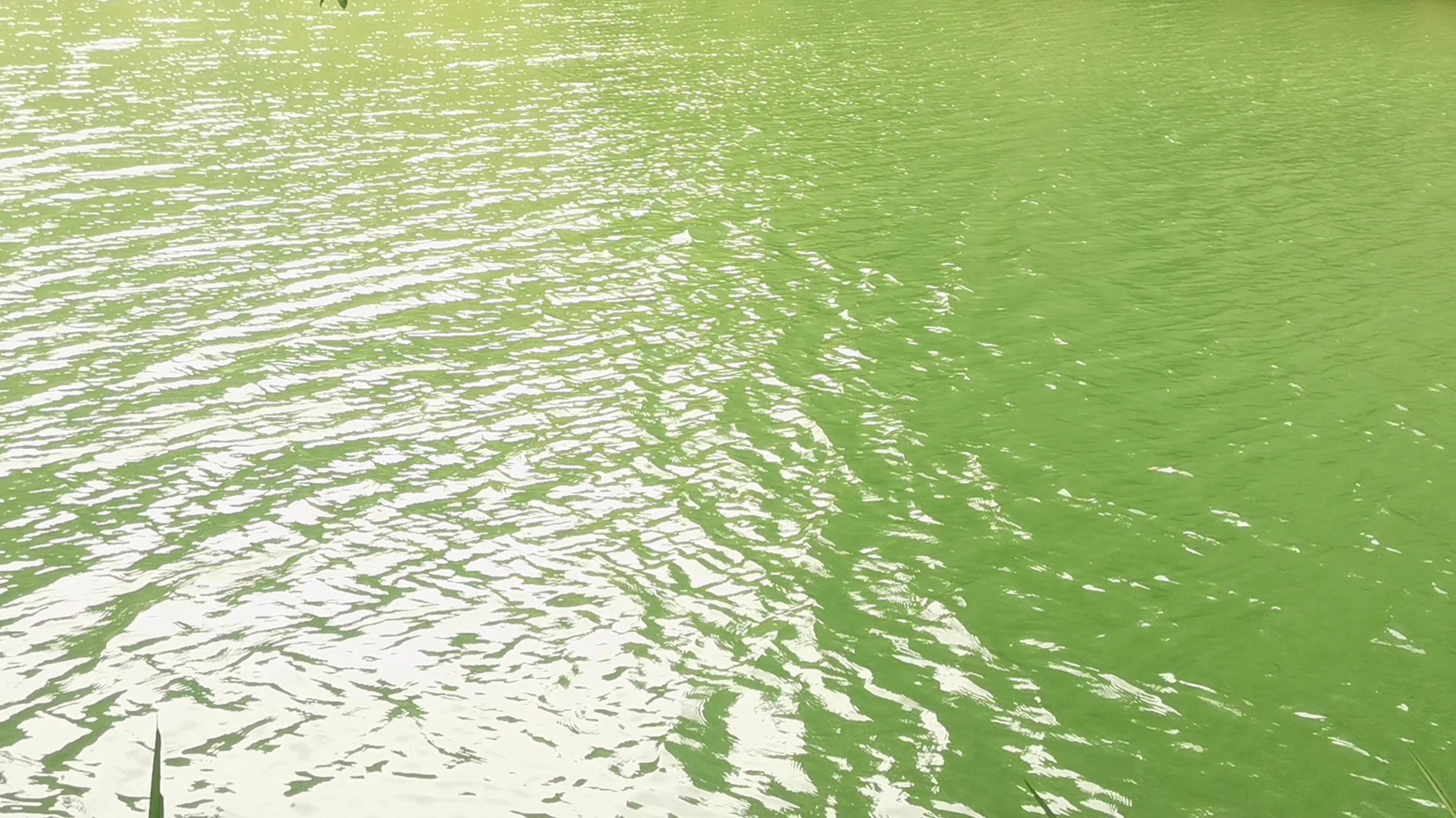 4K实拍碧波荡漾的湖面风景视频素材视频的预览图