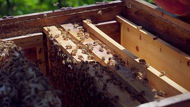 4K实拍蜂箱中的蜜蜂活动视频素材视频的预览图