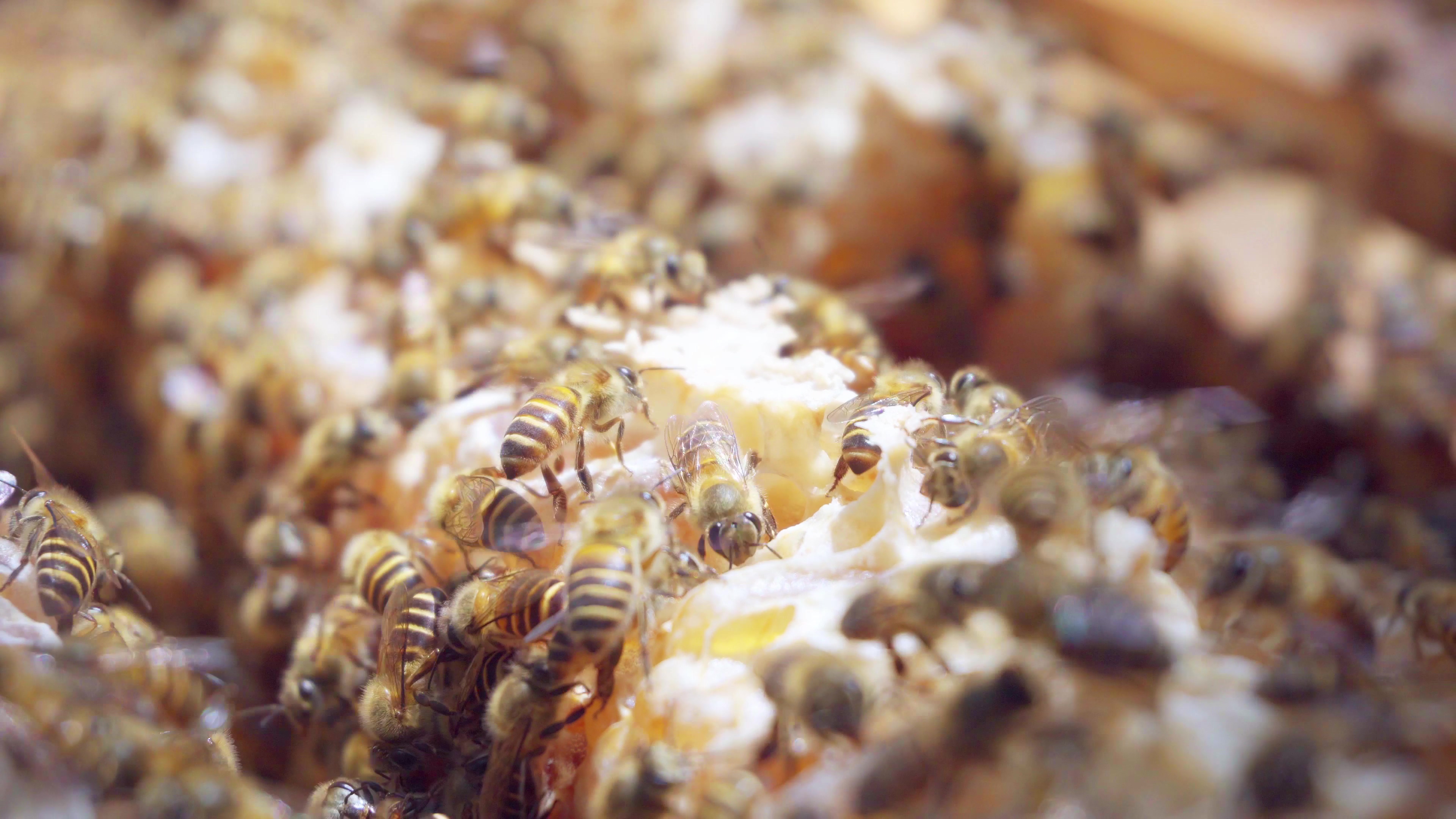 4K实拍蜜蜂成群酿蜜视频素材视频的预览图