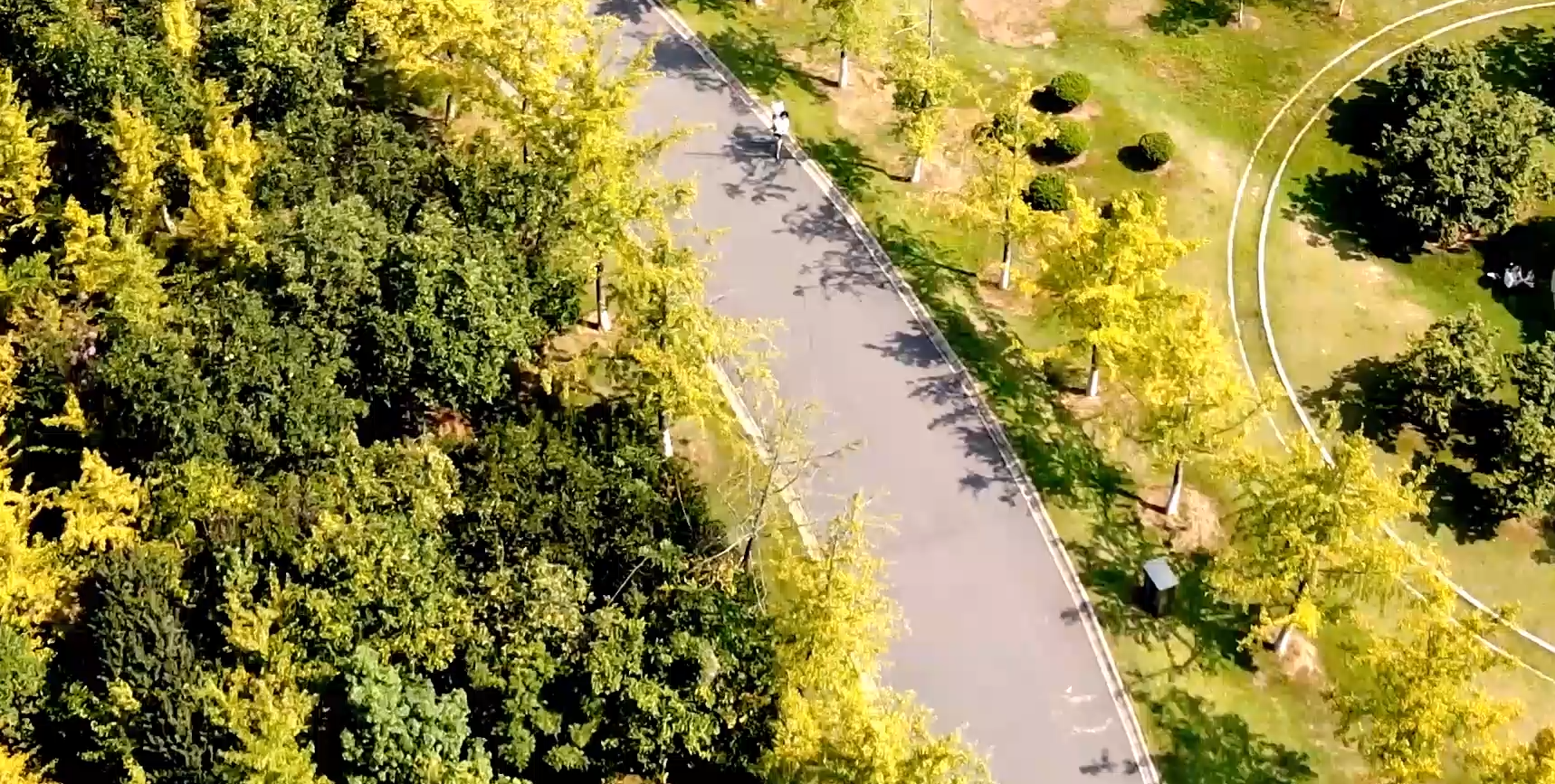 1080P初秋泛黄银杏树小道4K高清航拍视频的预览图