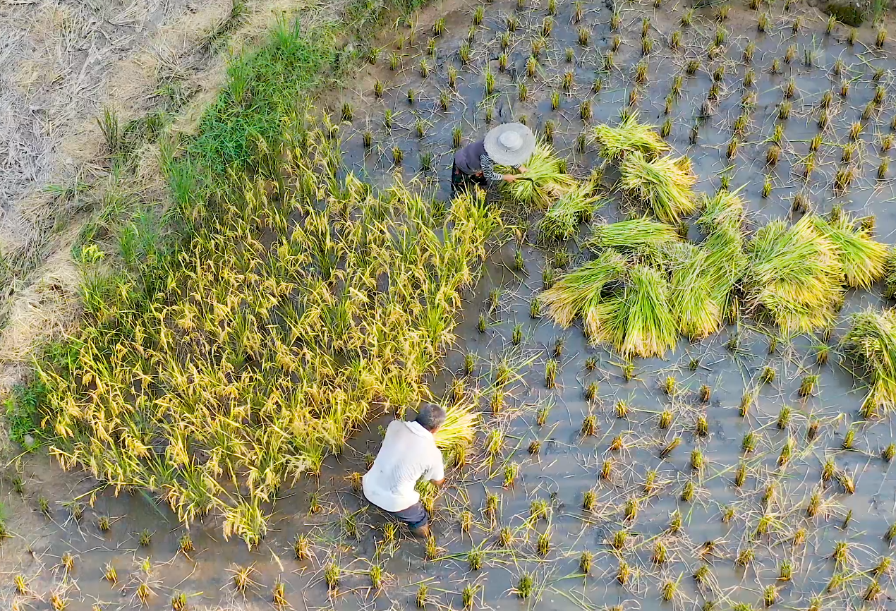4K航拍农民伯伯割水稻空中固定机位视频的预览图