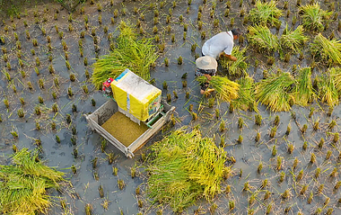 4K航拍环绕农民伯伯收水稻视频的预览图
