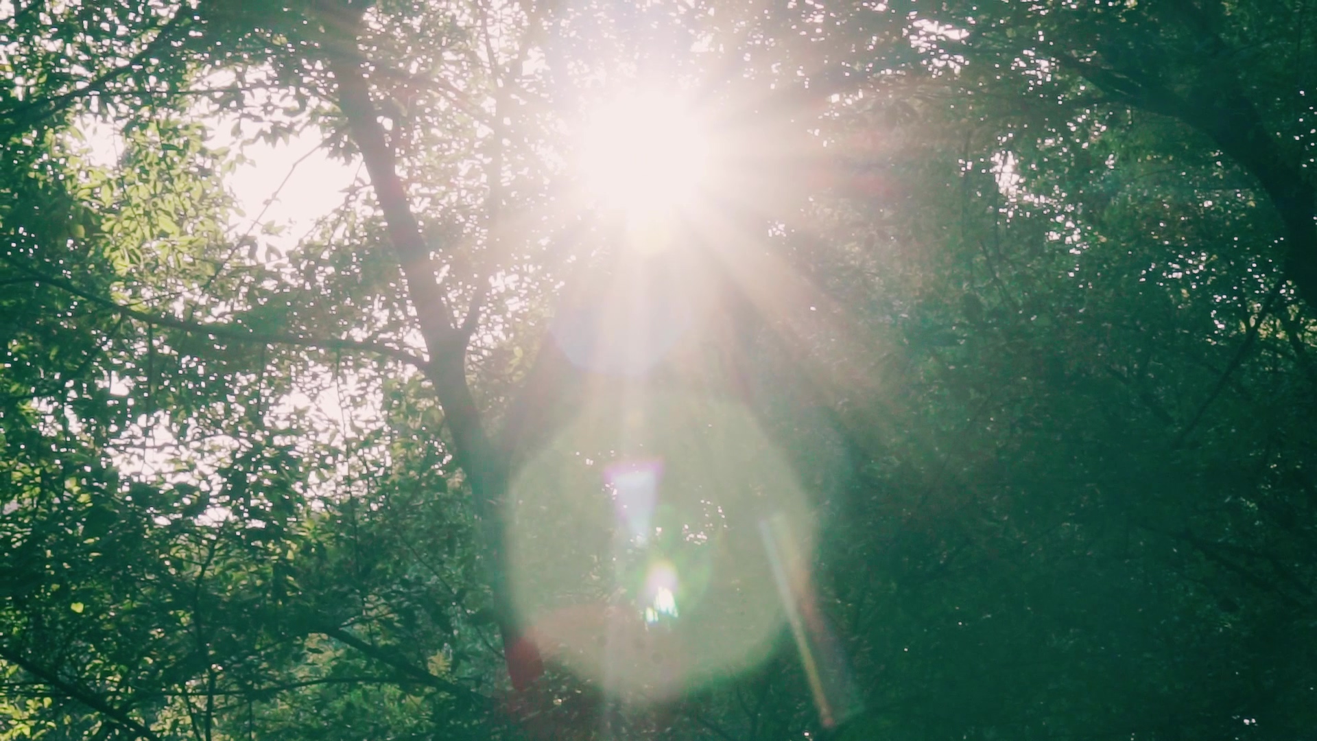 4K实拍树林中阳光穿过绿叶视频素材视频的预览图