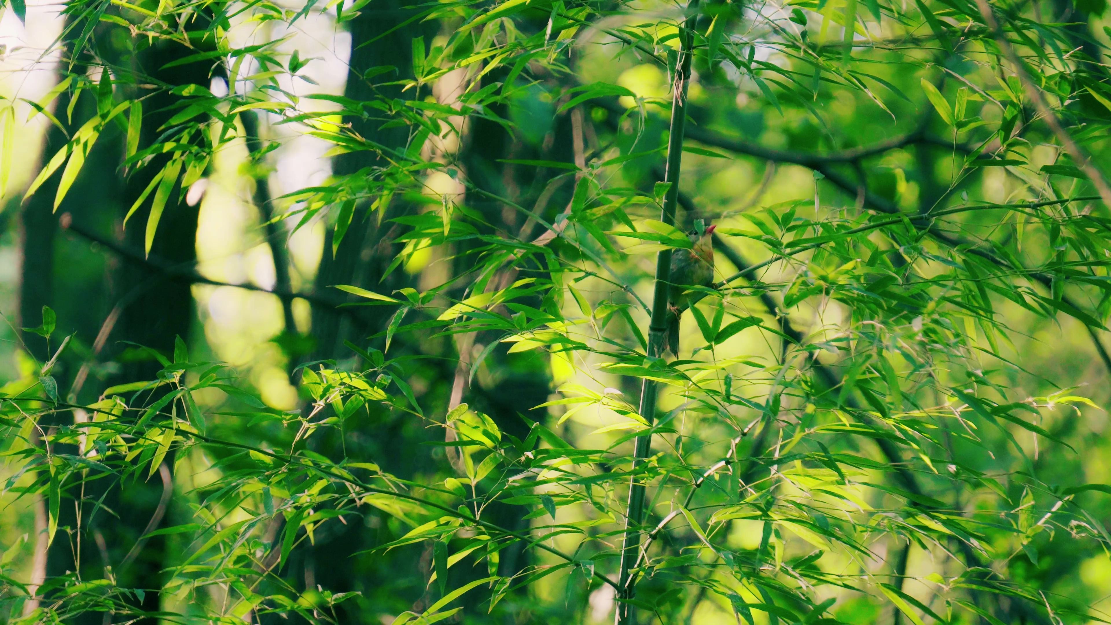 4K实拍丛林中鸟儿在竹稍上嬉戏视频素材视频的预览图