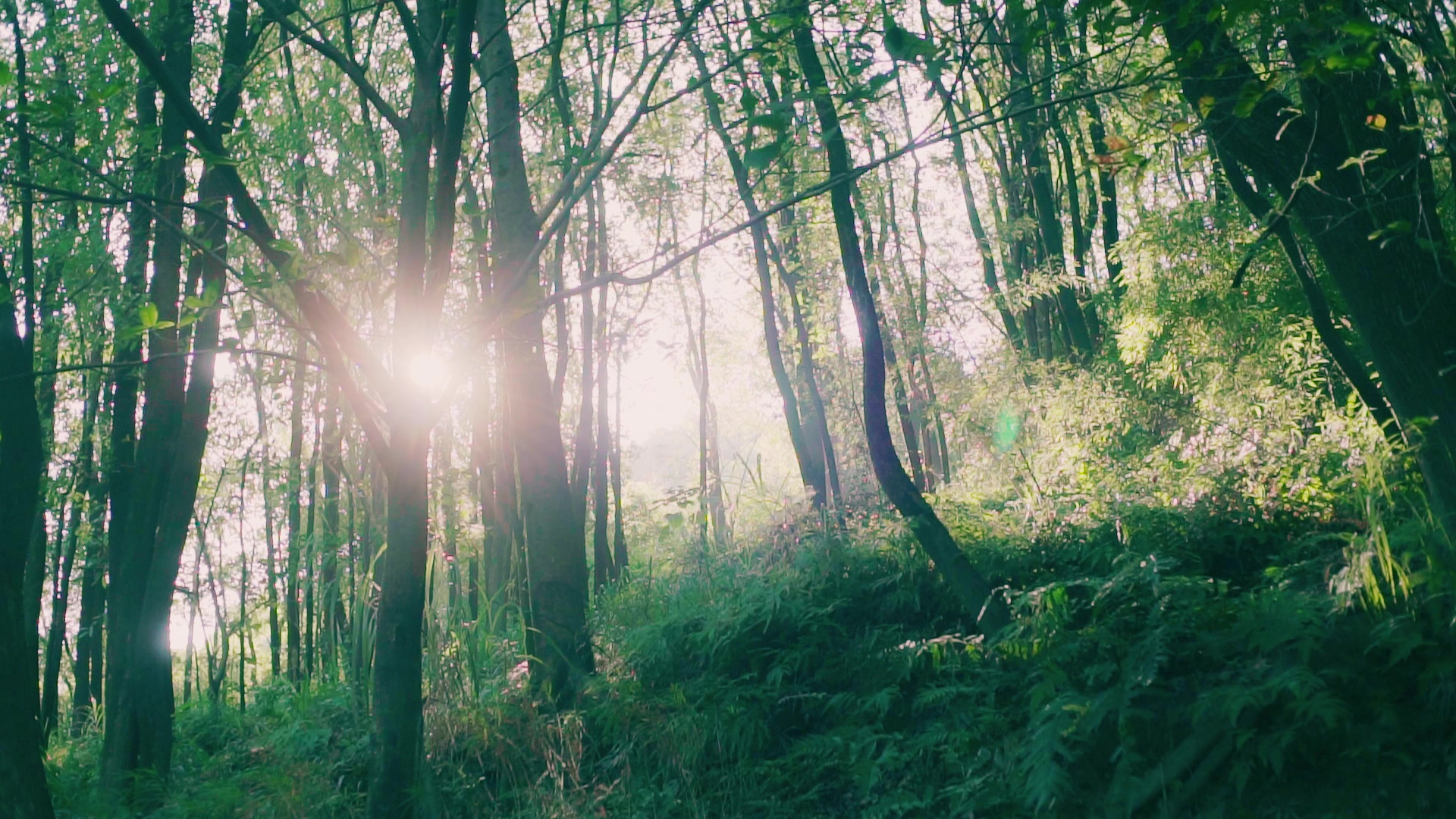 4K实拍阳光透过树林视频素材视频的预览图