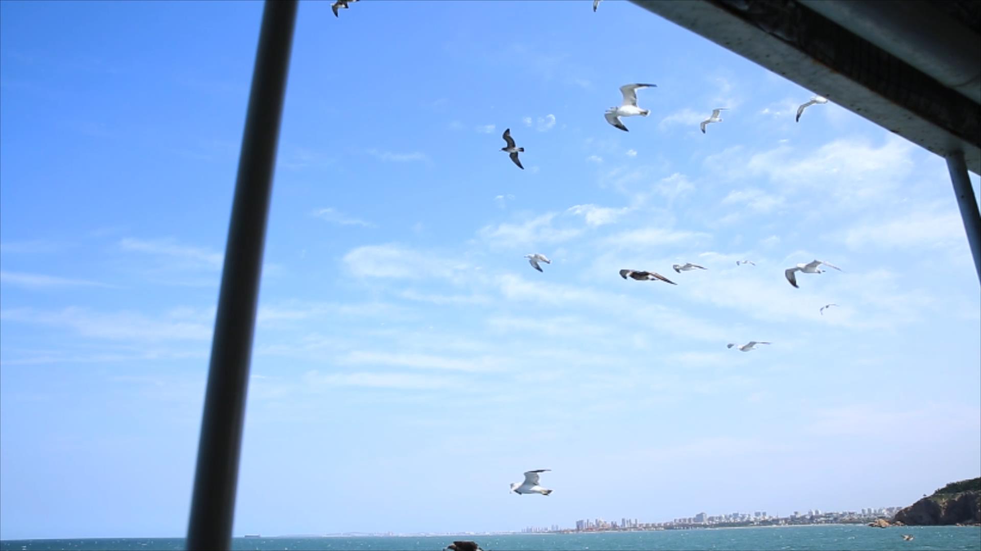1080P大海上轮船外面飞行的海鸥视频的预览图