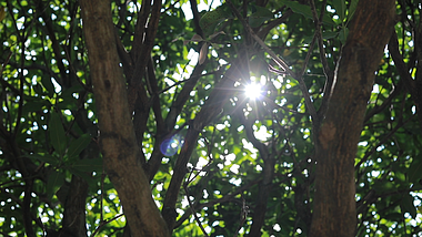 1080P阳光从树枝的间隙穿过高清实拍视频视频的预览图